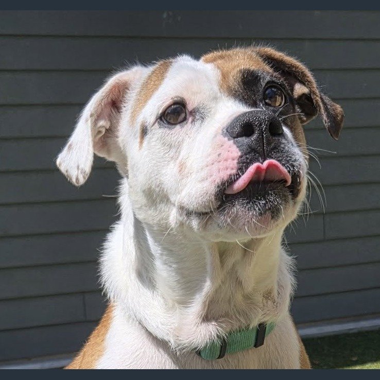 Azula, an adoptable dog at HumaneCNY