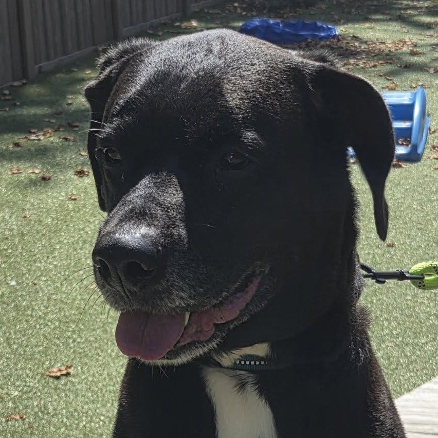 Baxter, an adoptable dog at HumaneCNY