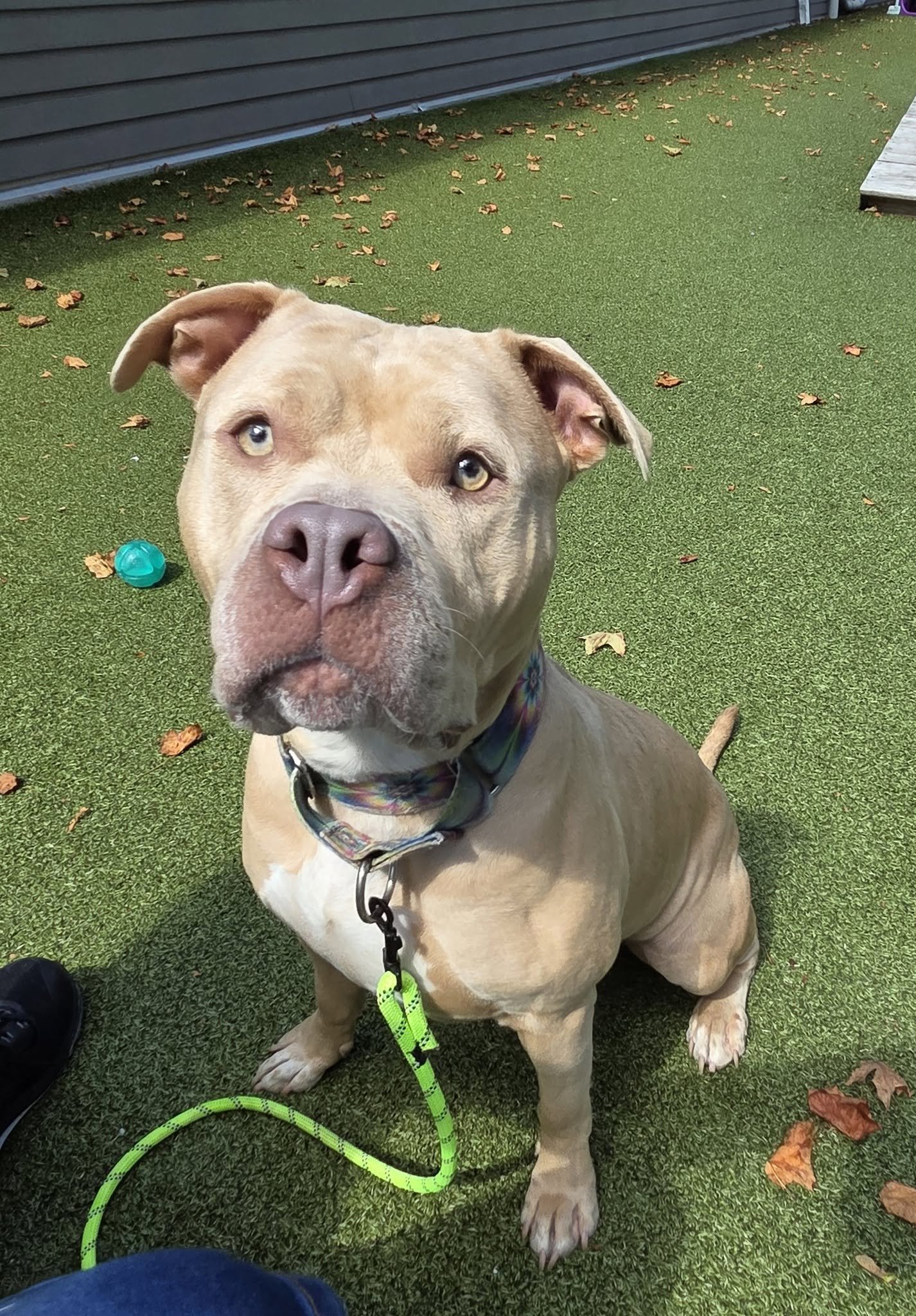 Dutchess, an adoptable dog at HumaneCNY