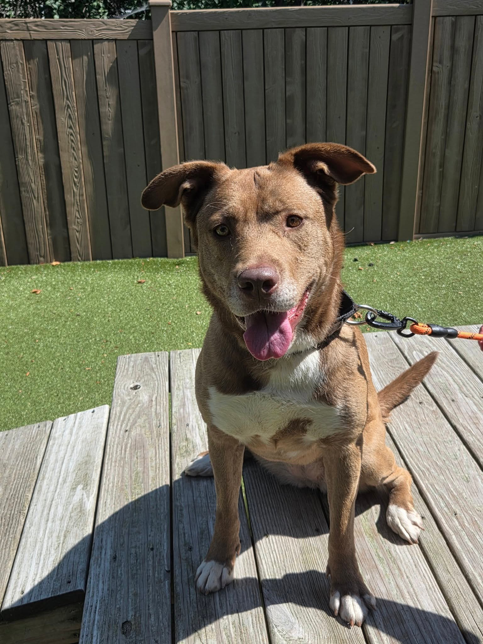 Lainey, an adoptable dog at HumaneCNY